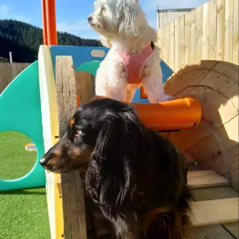 to Four Small Paws Dog Daycare Centre, where your Small Breed
