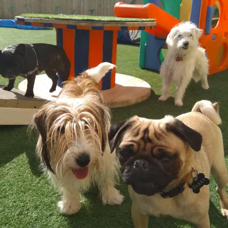 to Four Small Paws Dog Daycare Centre, where your Small Breed