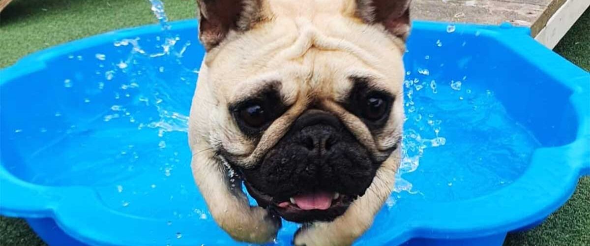 Pug dog leaping out of water bath