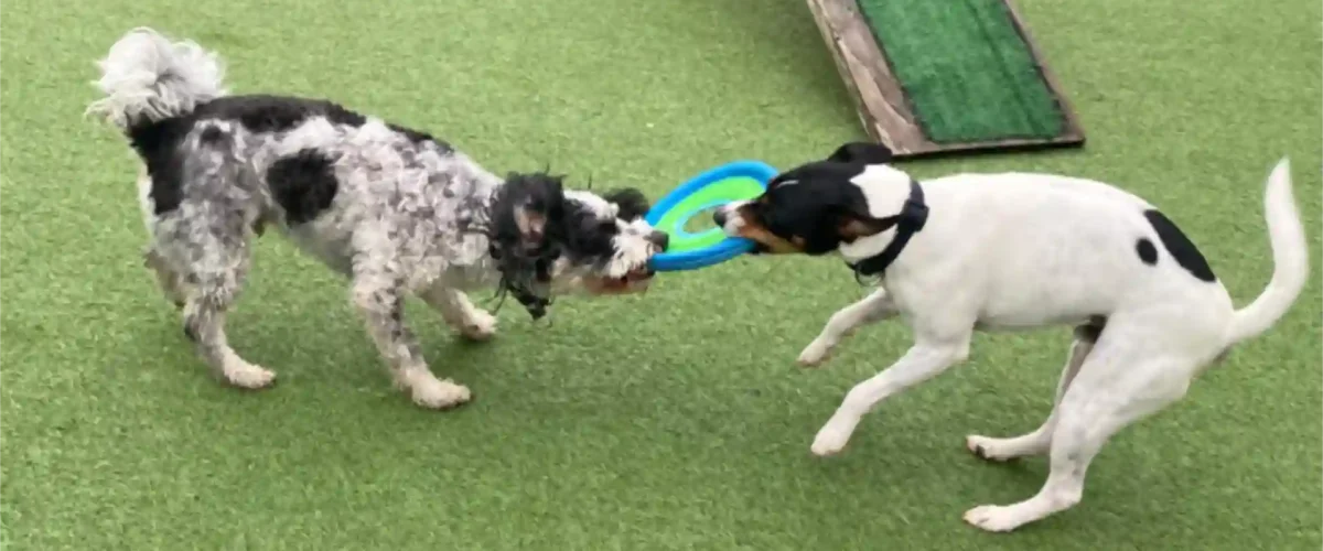 Pug dog leaping out of water bath