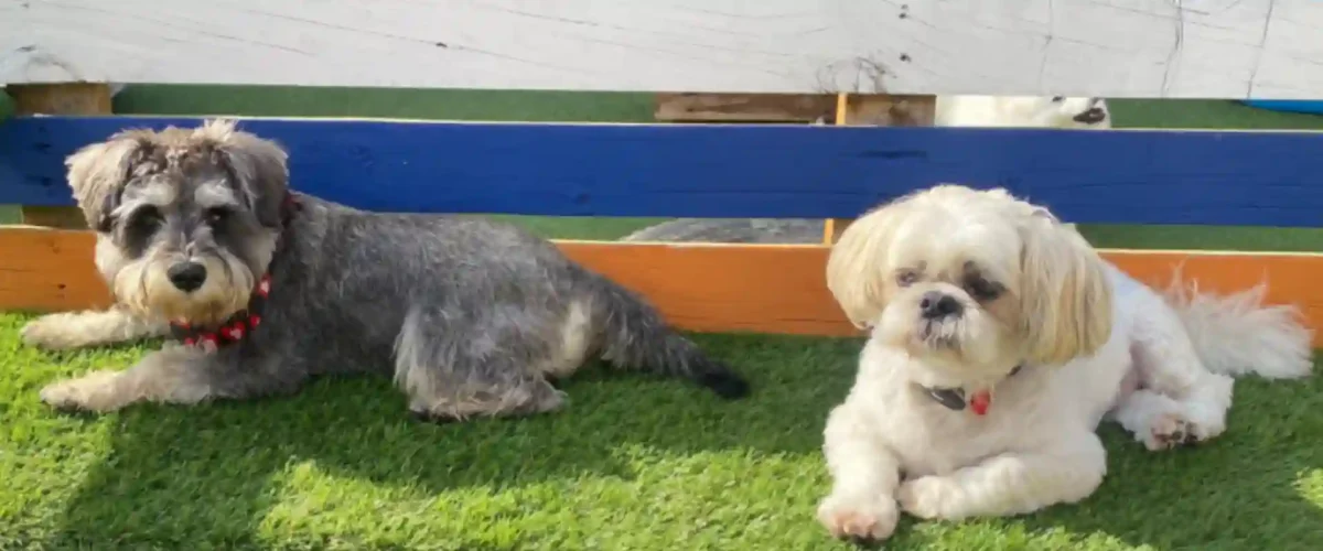 Small breed dogs in full voice